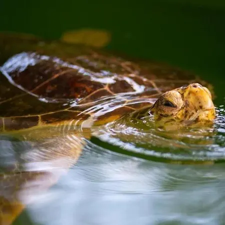 Βίλα Sasha 1 Ortaca (Mugla)