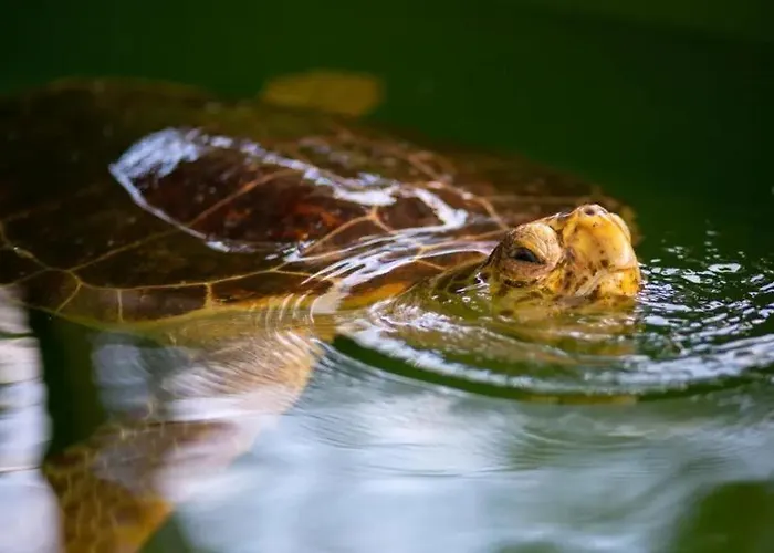 Vila Sasha 1 Ortaca (Mugla)